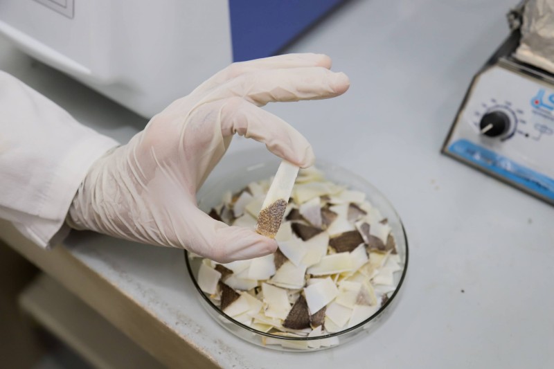 Escama do Pirarucu pode servir para revestimento de implantes ósseos, aponta projeto apoiado pela Fapeam