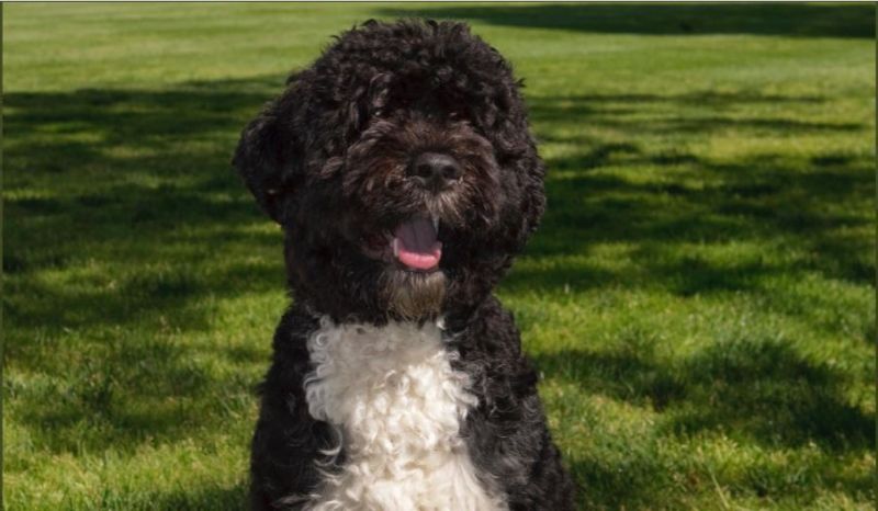 Michelle Obama lamenta nas redes a morte do cão Bo