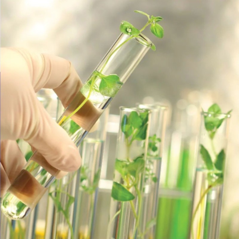 Sedecti e Cabsin realizam 1° Congresso Pan-Americano de Plantas Medicinais e Saúde Integrativa
