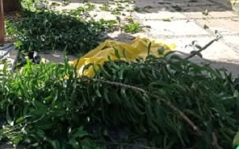Homem cai de árvore durante poda e morre na cidade de José de Freitas