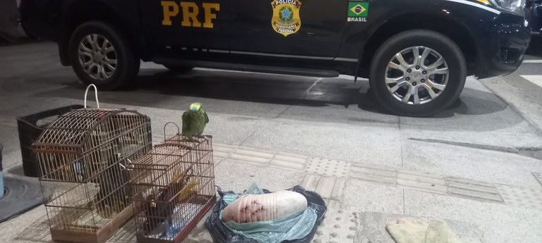 Homem é preso por transporte ilegal de pássaros silvestres em Valença do Piauí