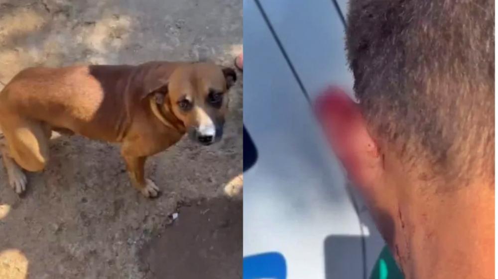 Vira-lata impede roubo e arranca pedaço de orelha de assaltante; tentou subornar com um pedaço de pizza