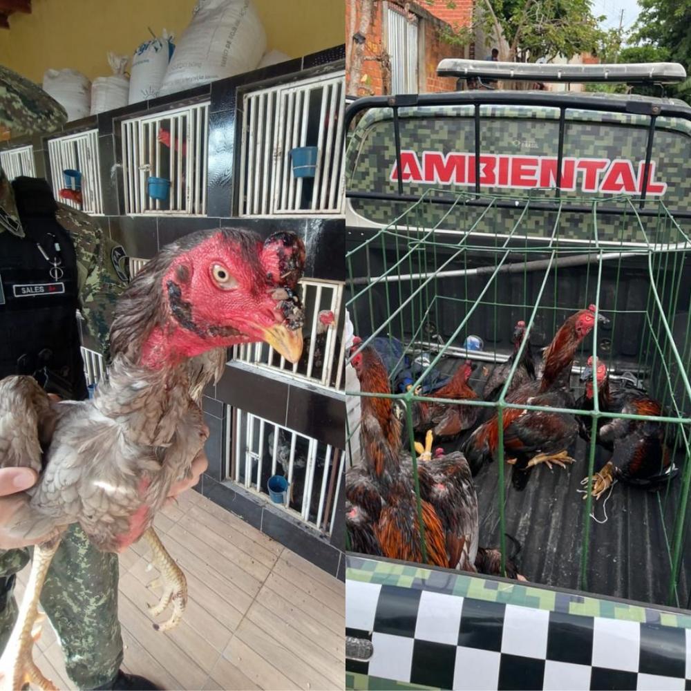 Batalhão da Polícia Ambiental resgata 44 galos e desarticula rinha em Teresina