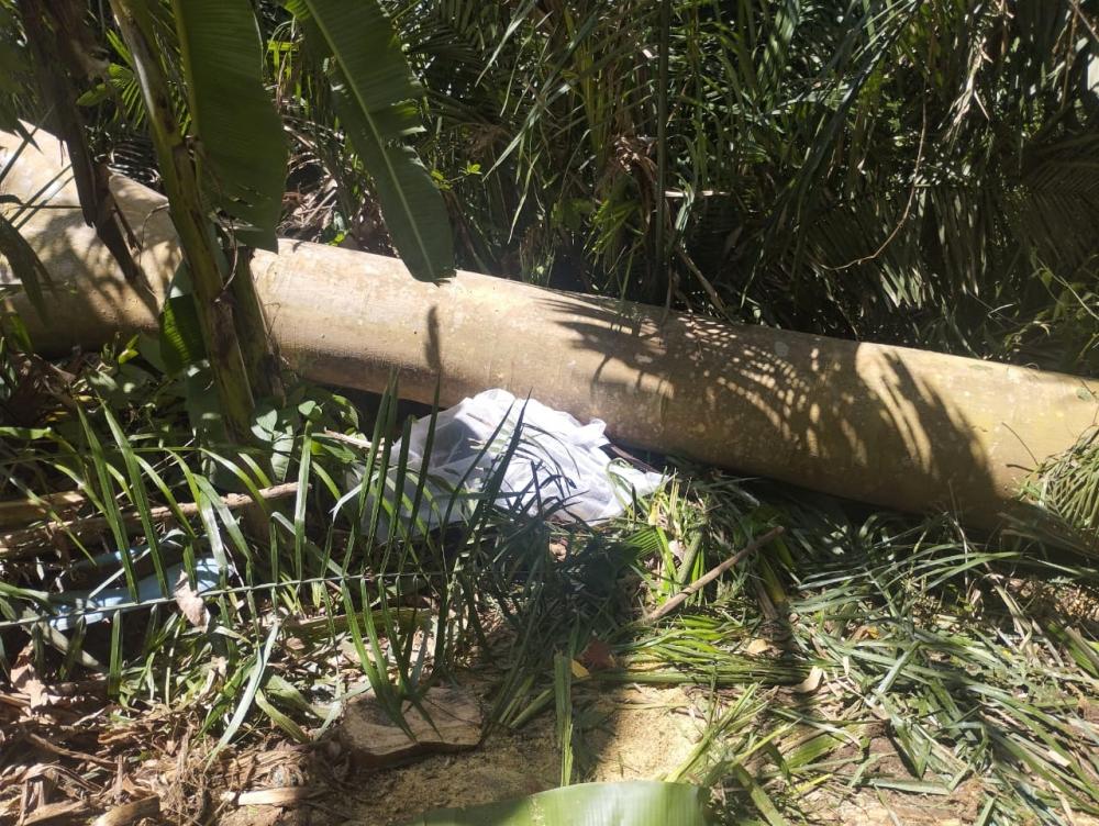 Homem morre em acidente de trabalho após árvore cair sobre a vítima em Regeneração