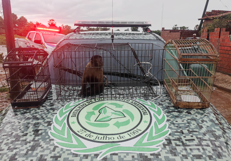 Macaco-prego é resgatado após 1 mês vivendo como animal doméstico em casa no Piauí