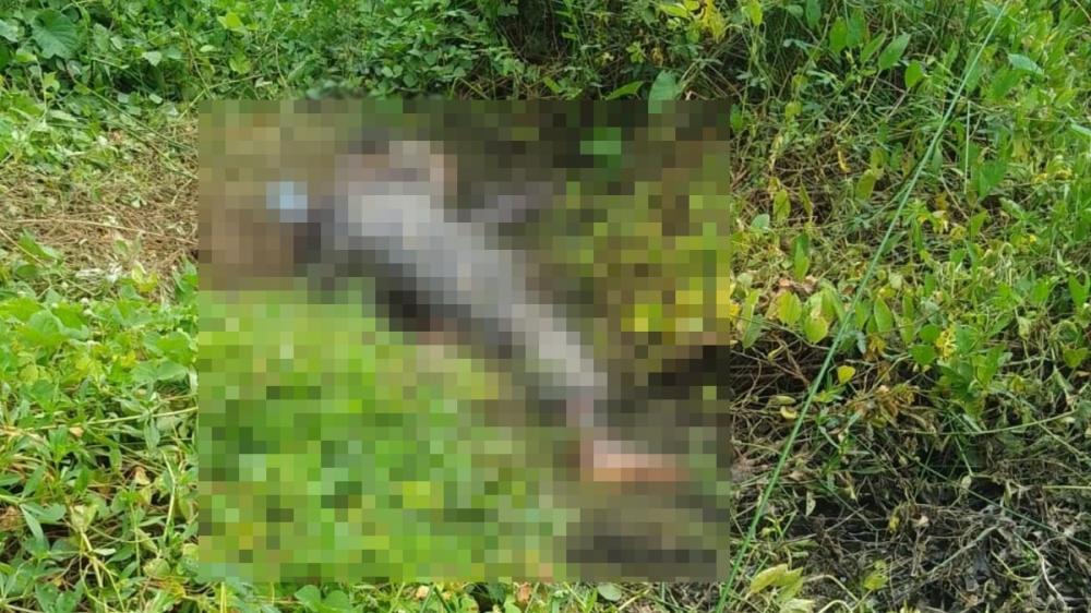 Corpo em avançado estado de decomposição é encontrado em Parnaíba