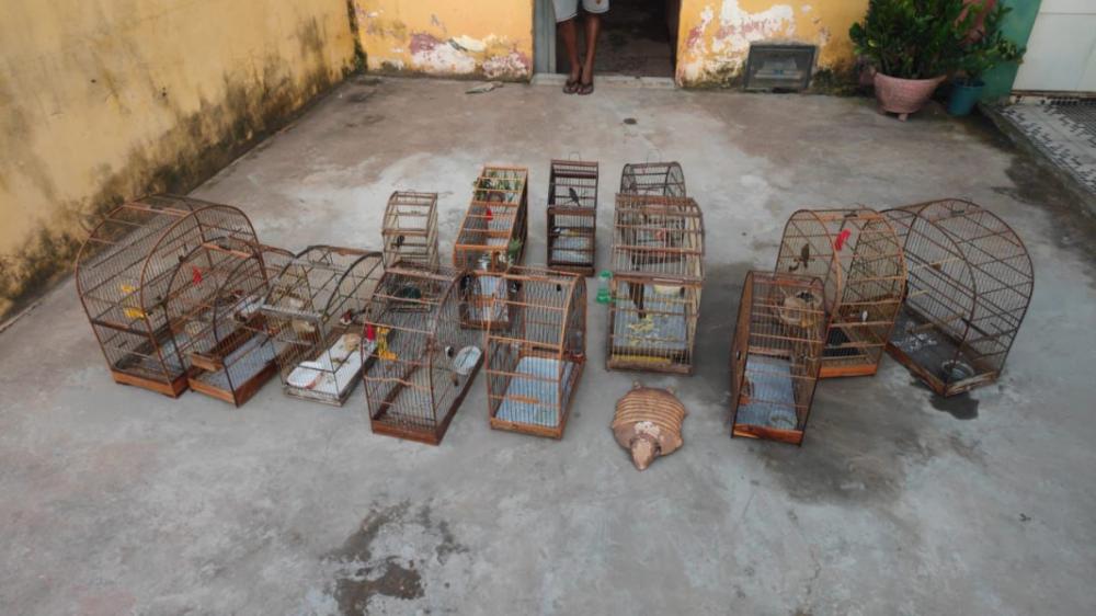 Batalhão de Polícia Ambiental resgata mais de 60 aves em cativeiro no Piauí