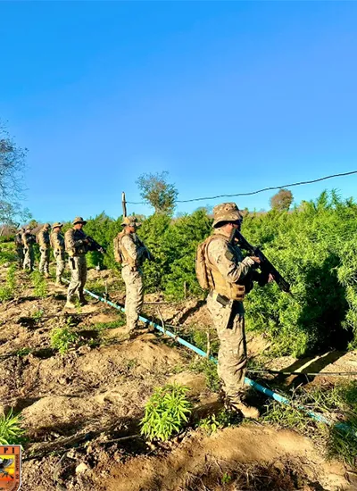 PM encontra plantação de maconha com cerca de 5 hectares no Piauí; produziria 20 toneladas de drogas
