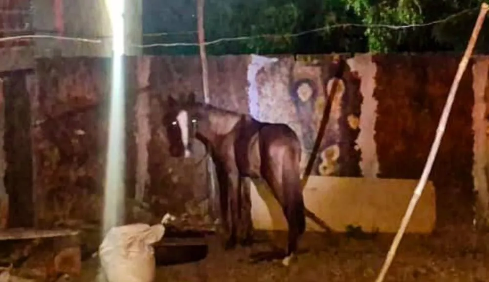 Mulher é presa após furtar cavalo em Castelo do Piauí