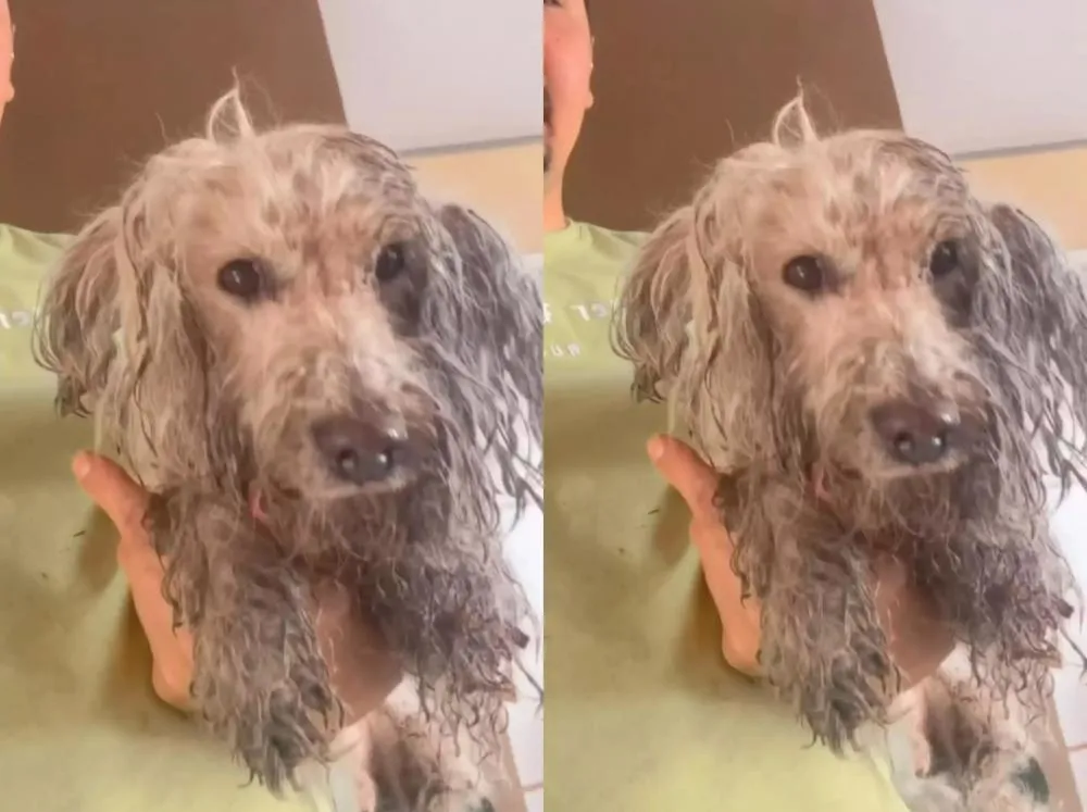 Bombeiros resgatam cachorro que gerente da Caixa Econômica morreu ao tentar salvar no Piauí