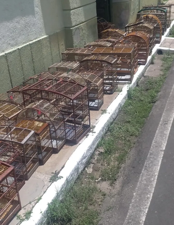 Polícia Militar resgata mais de 50 aves mantidas ilegalmente em cativeiro no Piauí