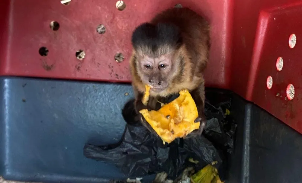Operação Policial resgata 70 animais silvestres no interior do Piauí