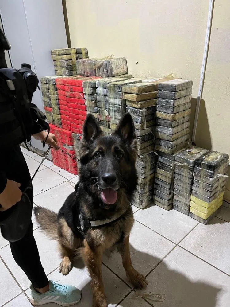 PRF e forças de segurança apreendem mais de 600 kg de drogas em caminhão na BR-316