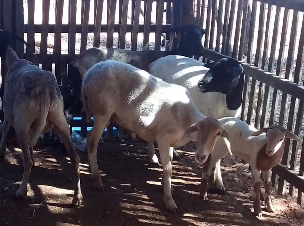 Morte misteriosa de animais preocupa produtores no Piauí