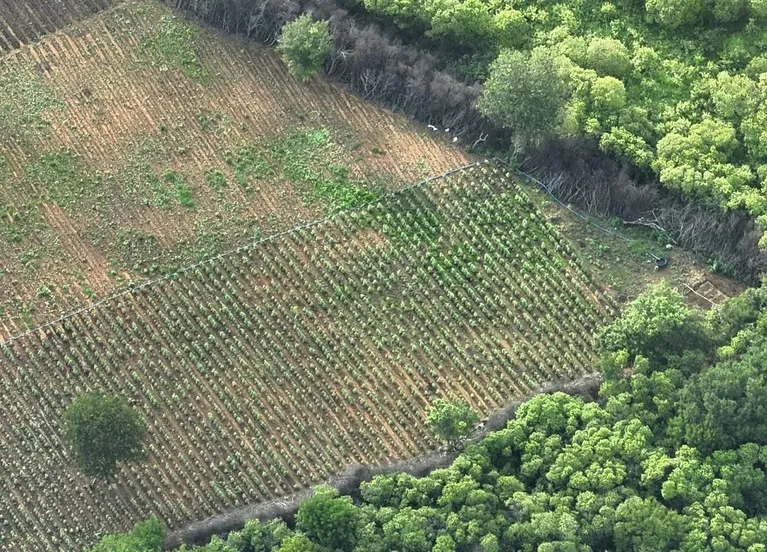 PF localiza plantação de maconha de 3,5 hectares no interior do Piauí