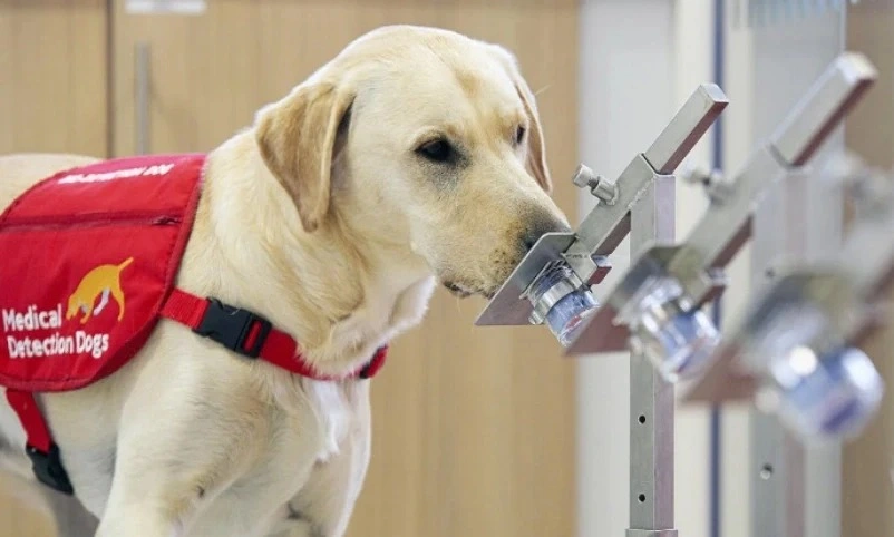 Olfato canino se torna aliado de diagnóstico precoce do câncer no Reino Unido