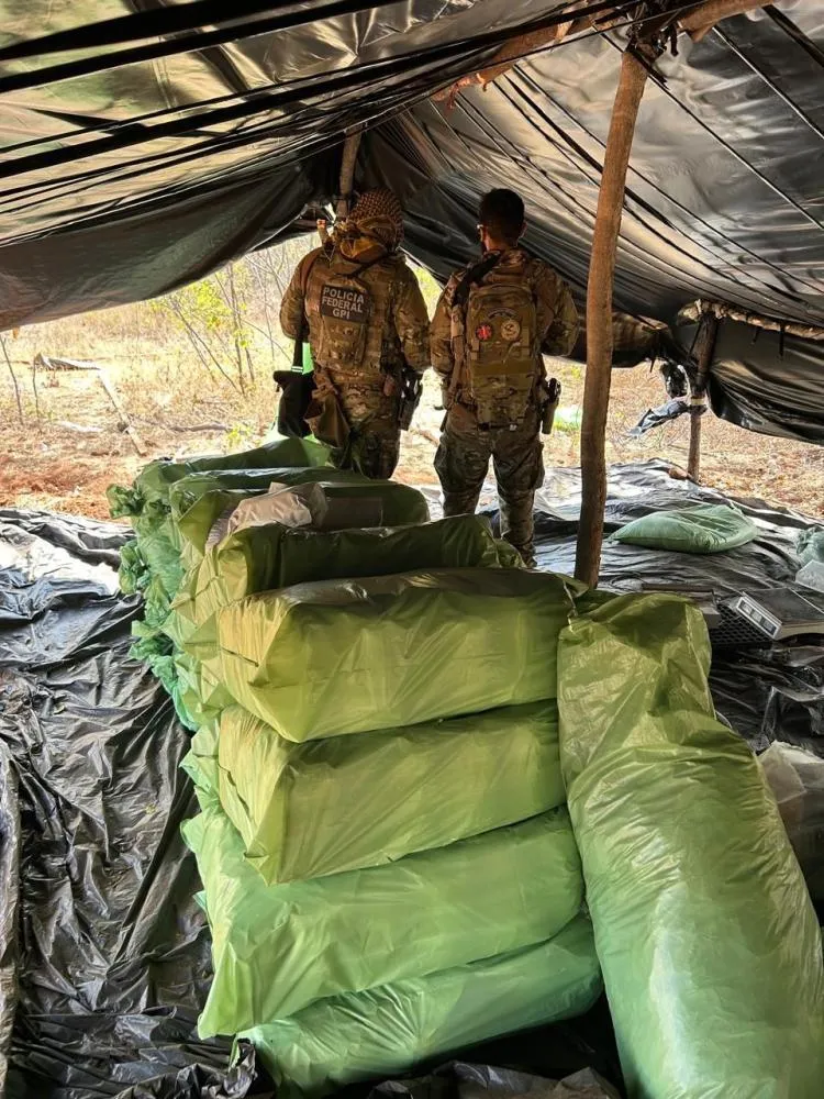 PF destrói milhares de pés de maconha e prende 8 em flagrante no Piauí