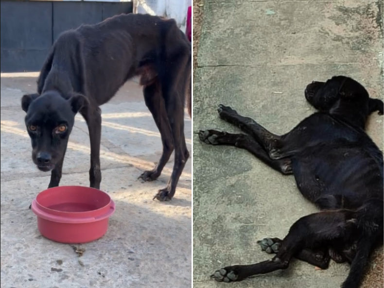 Mulher é presa em flagrante por maus-tratos a cachorro em Parnaíba