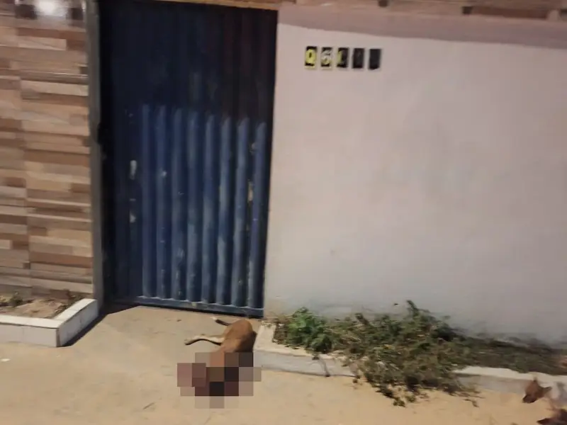 Duas pessoas ficam feridas e cachorro morre em ataque a tiros na Zona Norte